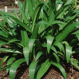 thumbnail for publication: Crinum americanum String Lily, Swamp Lily, Seven Sisters